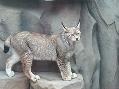 -青藏高原野生动物园