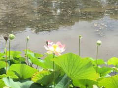 -墨尔本皇家植物园