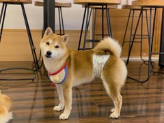 -豆柴町-柴犬主题狗咖(红鼎国际C座店)
