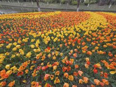 -上海鲜花港