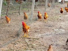 -马陆小张葡萄园农家乐