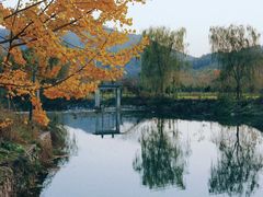 -千年银杏谷文化旅游区