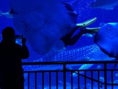 -烟台海昌鲸鲨海洋公园