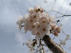 -菊园百果园