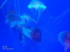 -芜湖新华联大白鲸海洋公园