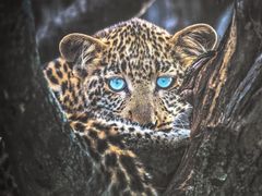 -罗红摄影艺术馆