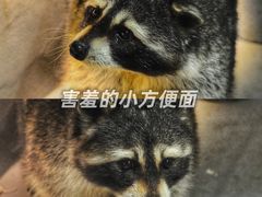 -浣熊柯尔鸭土拨鼠·电玩咖