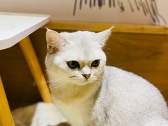 -滚猫咖啡·猫咖·猫友好撸猫(未来城店)