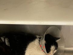 -萌兽医馆·犬猫专科·眼科中心·宠物医院(朝阳门分院)
