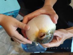 -肆月河豚·新淮扬(金融街店)