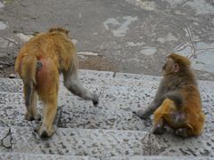 -黔灵山公园