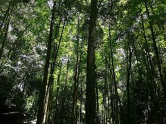 -凤栖山