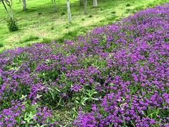 -紫颐香薰山谷景区