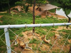 -西霞口神雕山野生动物世界