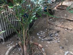 -北京呀路古热带植物园