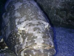 -芜湖新华联大白鲸海洋公园