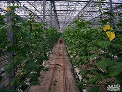 西山绿光休闲农场4-苏州太湖西山岛开心农场