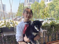 -柴犬高等学院·狗咖·柴犬售卖·宠物训练