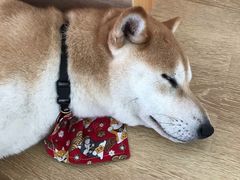 -柴犬小屋·柴餐厅·狗咖食堂(金鼎广场店)