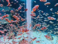 -海合安成都极地海洋公园