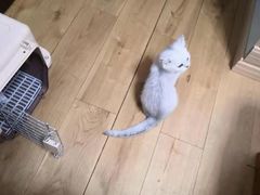 -柚子猫舍·精品猫舍购猫·猫咪认养·购宠·宠物店
