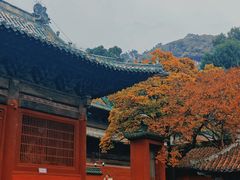 -报恩寺(平武县)