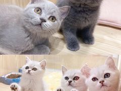 -屋虎猫馆(宝安大仟里店)