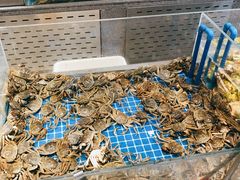 -半岛听涛蒸汽海鲜自助(K11店)
