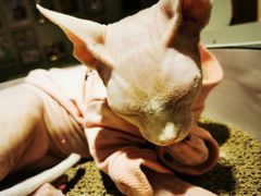 -藏猫猫咖啡主题馆(中央大道店)