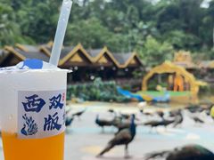 -西双版纳原始森林公园