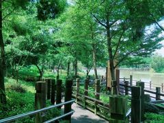 -大湾区中央湿地公园