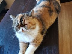 -滚猫咖啡·猫咖·猫友好撸猫(未来城店)