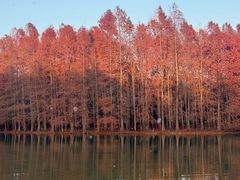 -上海海湾国家森林公园