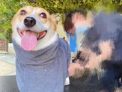 -汪说喵讲宠物乐园宠物酒店(红星美凯龙店)