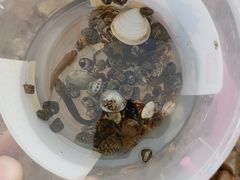 -青岛第一海水浴场