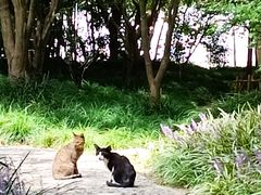 -秋霞圃