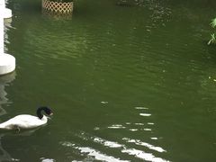 -九龙公园