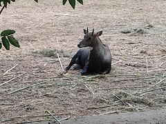 -清迈夜间动物园