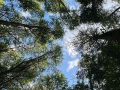 -波尔登森林公园