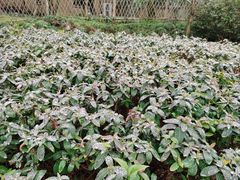 -蜀冈西峰生态公园