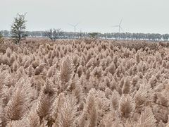 -野鸭湖国家湿地公园