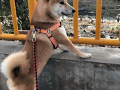 -美联众合动物医院·24h京西诊疗中心