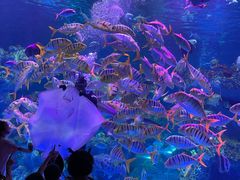 -芜湖新华联大白鲸海洋公园