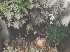-植觉