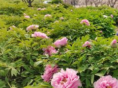 -济南国际园博园