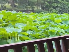 -龙头寺公园