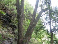 -祁门牯牛降观音堂风景区