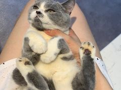 -瑞派名望志远动物医院·猫科·內科·异宠专科(直港大道店)