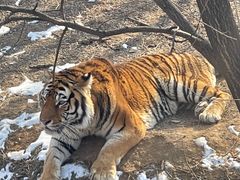 -石家庄市动物园