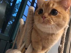 -东方名猫馆·英短金渐层布偶猫舍(环线广场1号楼店)